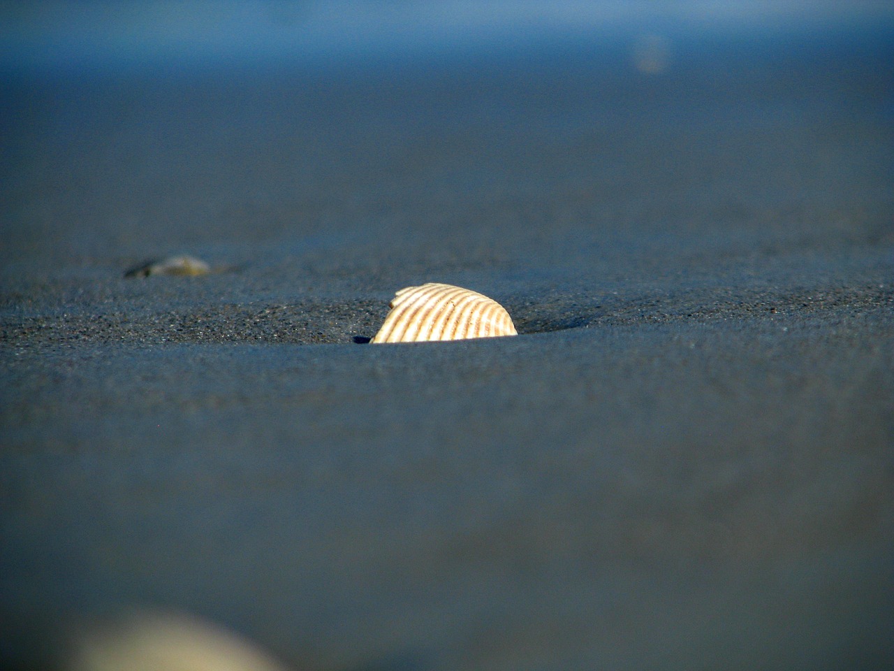 seashell scallop beach free photo