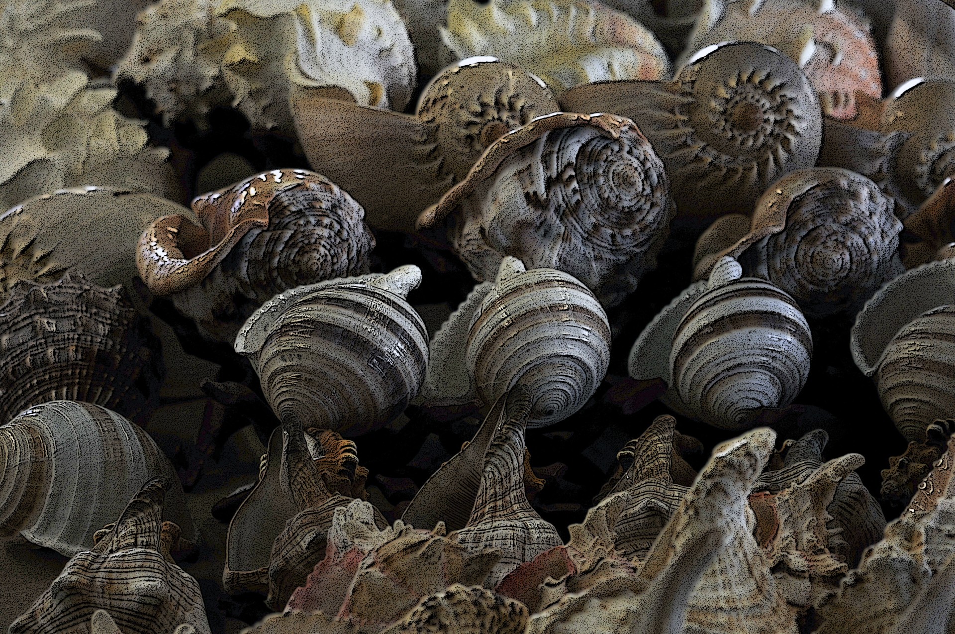background seashell seashells free photo
