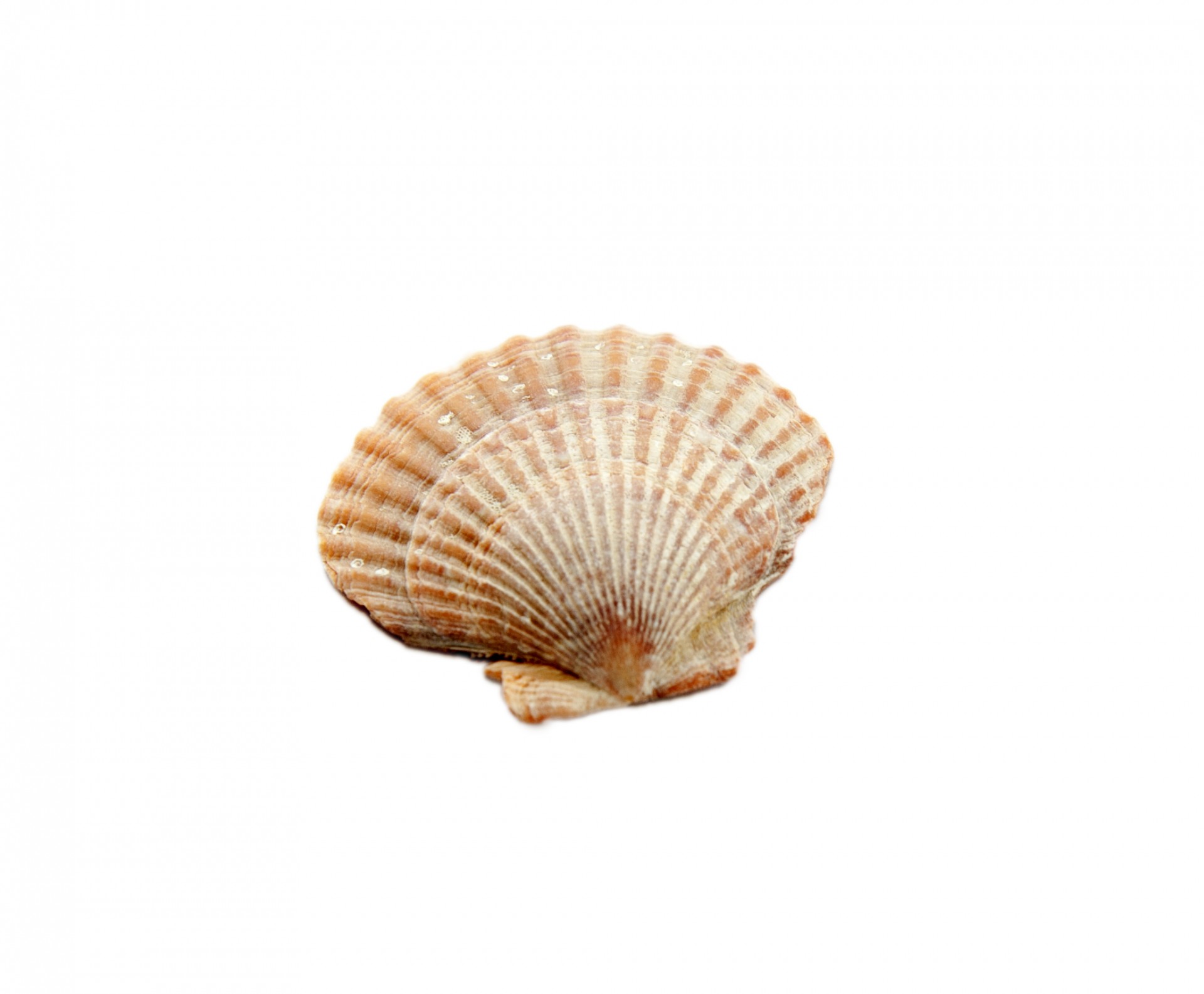 seashell shell sea shell free photo