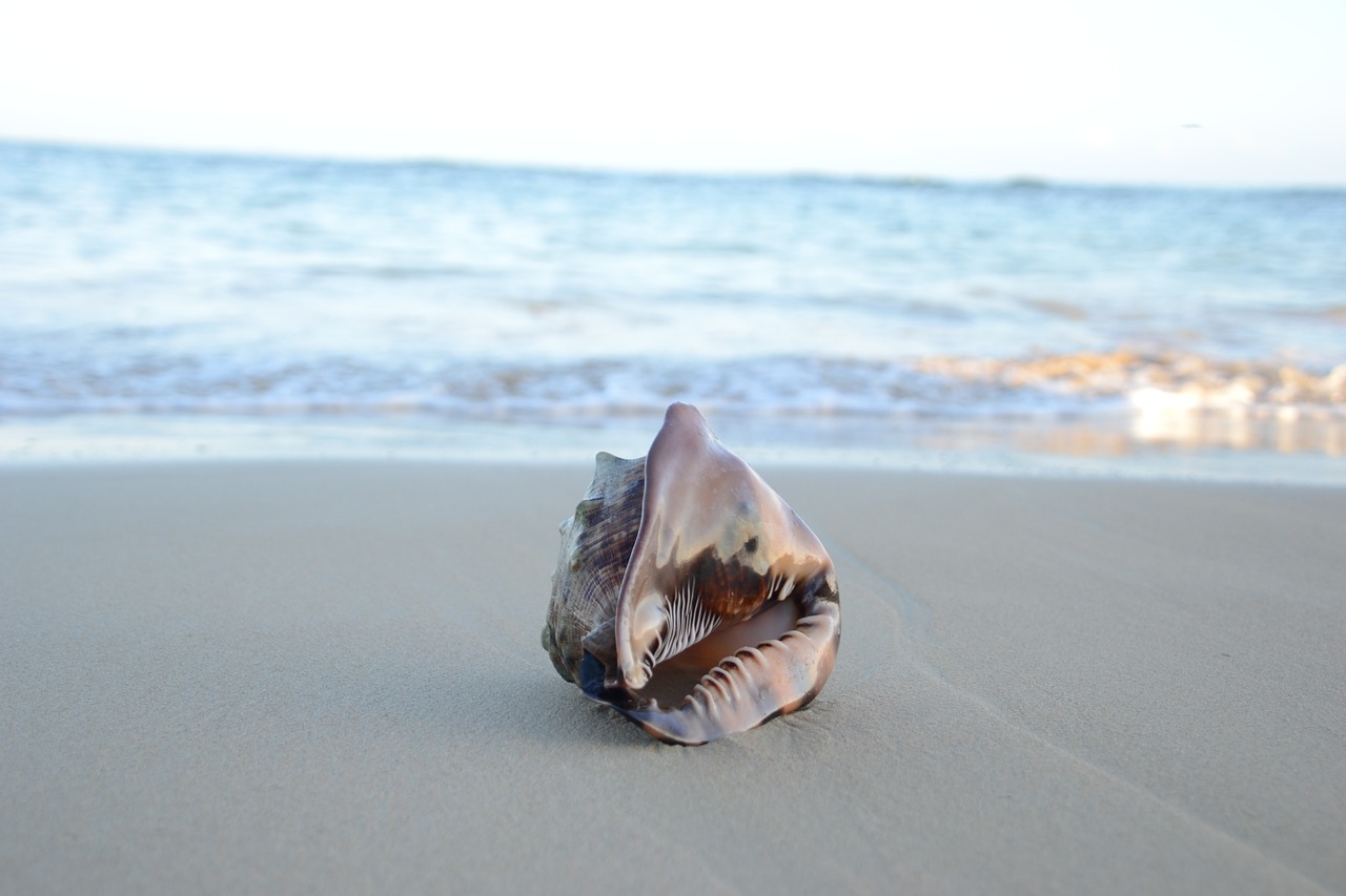 seashell on beach sand beach free photo