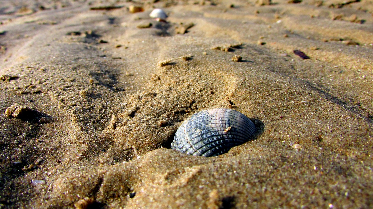seashell on the beach sand beach free photo