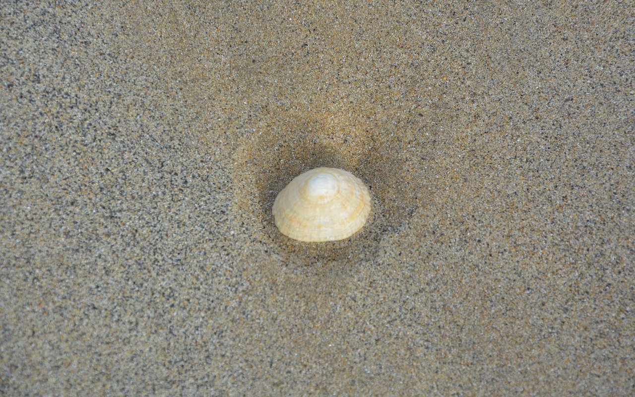 seashell sand beach sea free photo