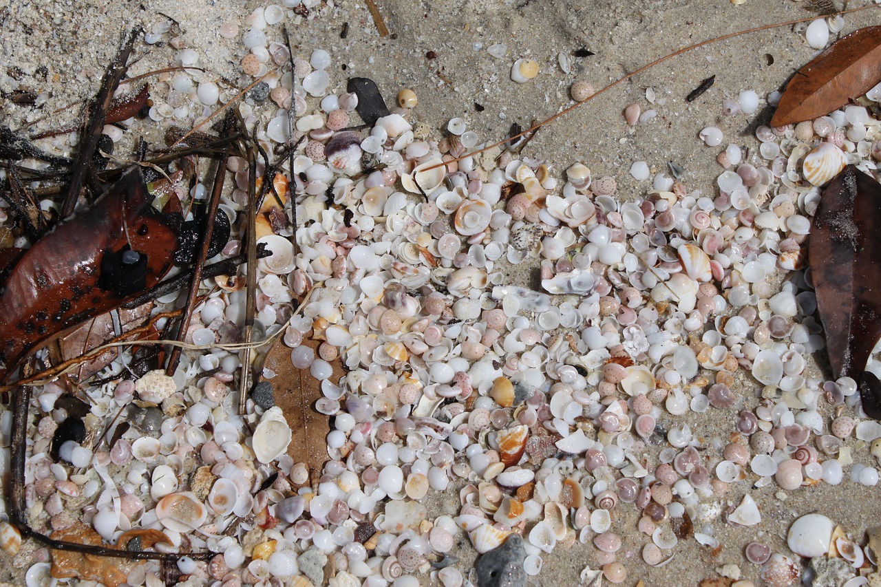 seashells sea sand free photo