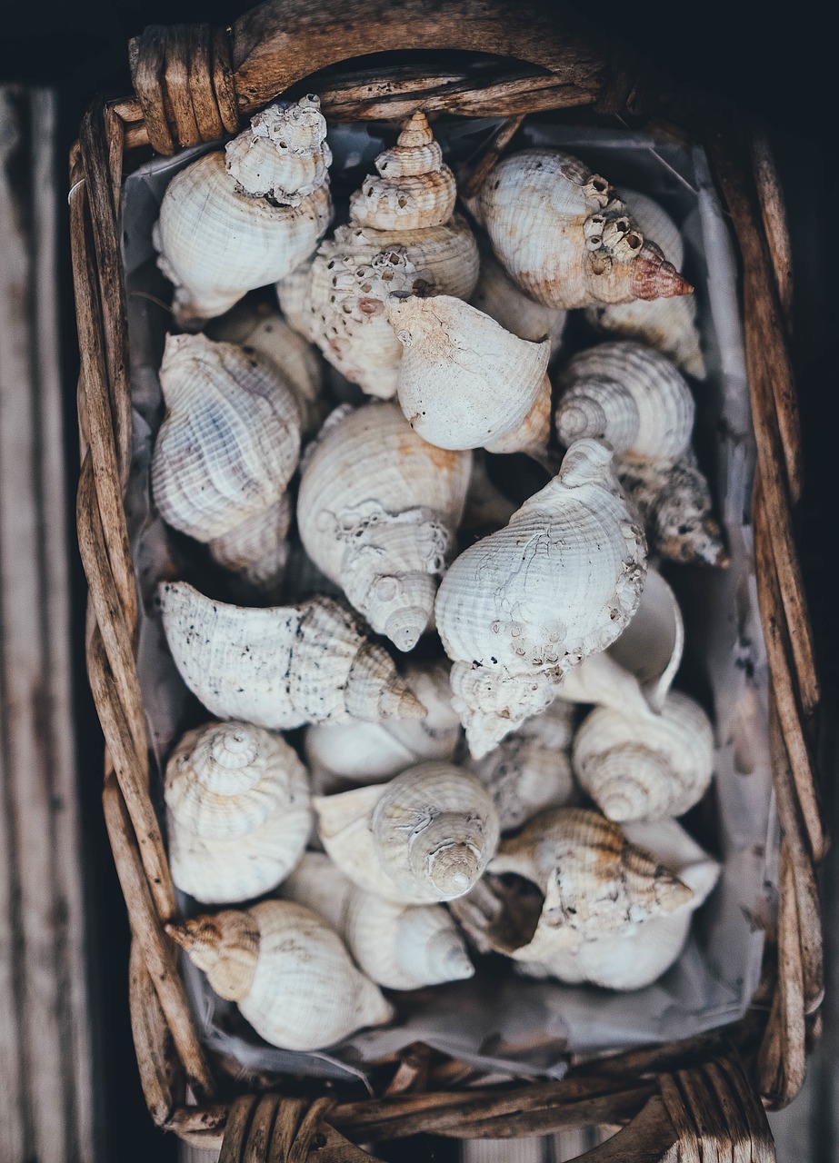 seashells basket shell free photo