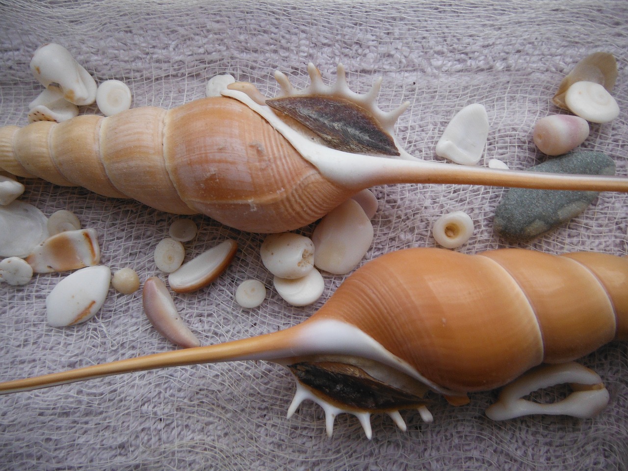 seashells exotic sea free photo