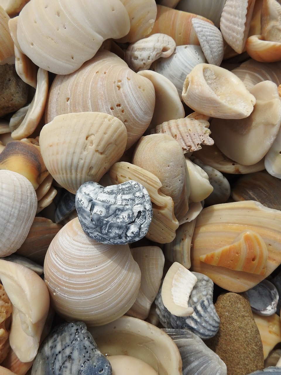 seashells beach shells free photo