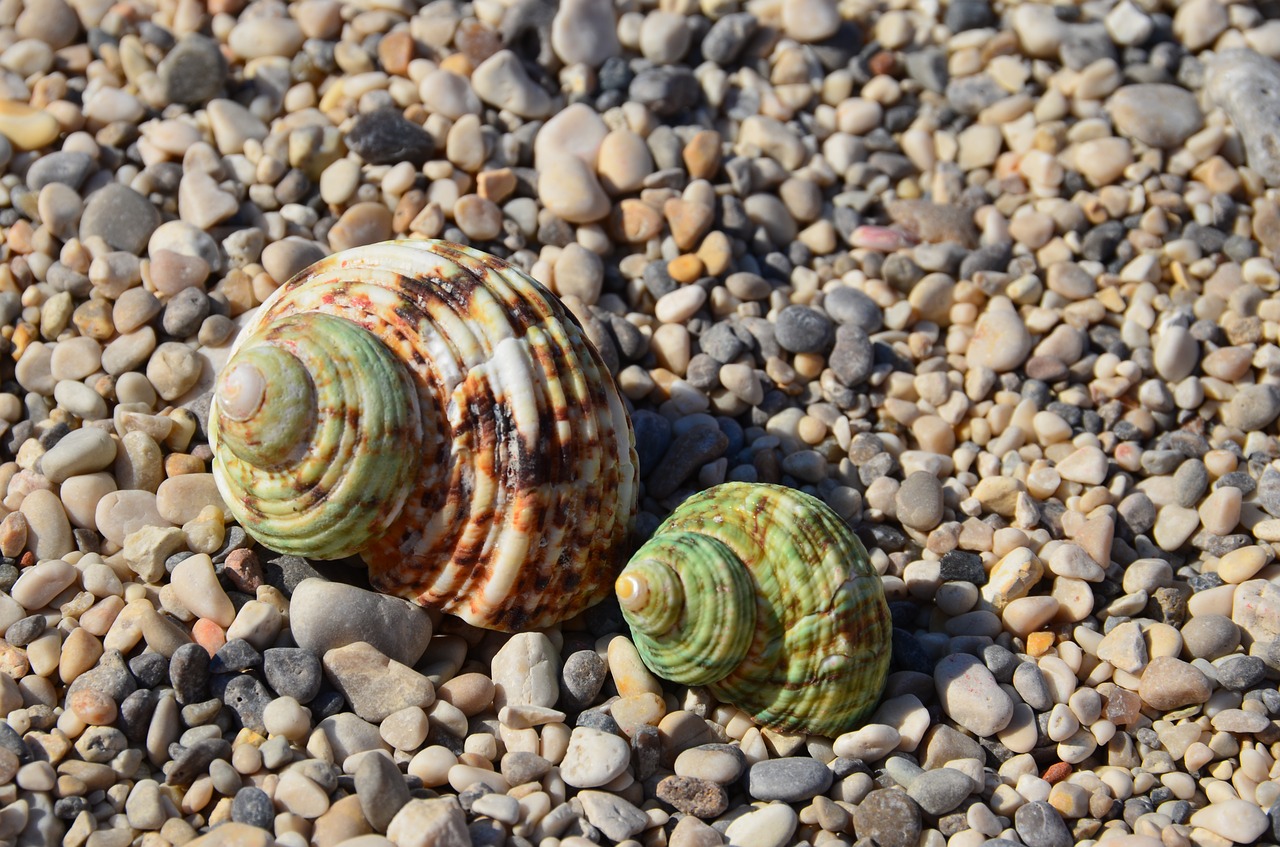seashells two beach free photo
