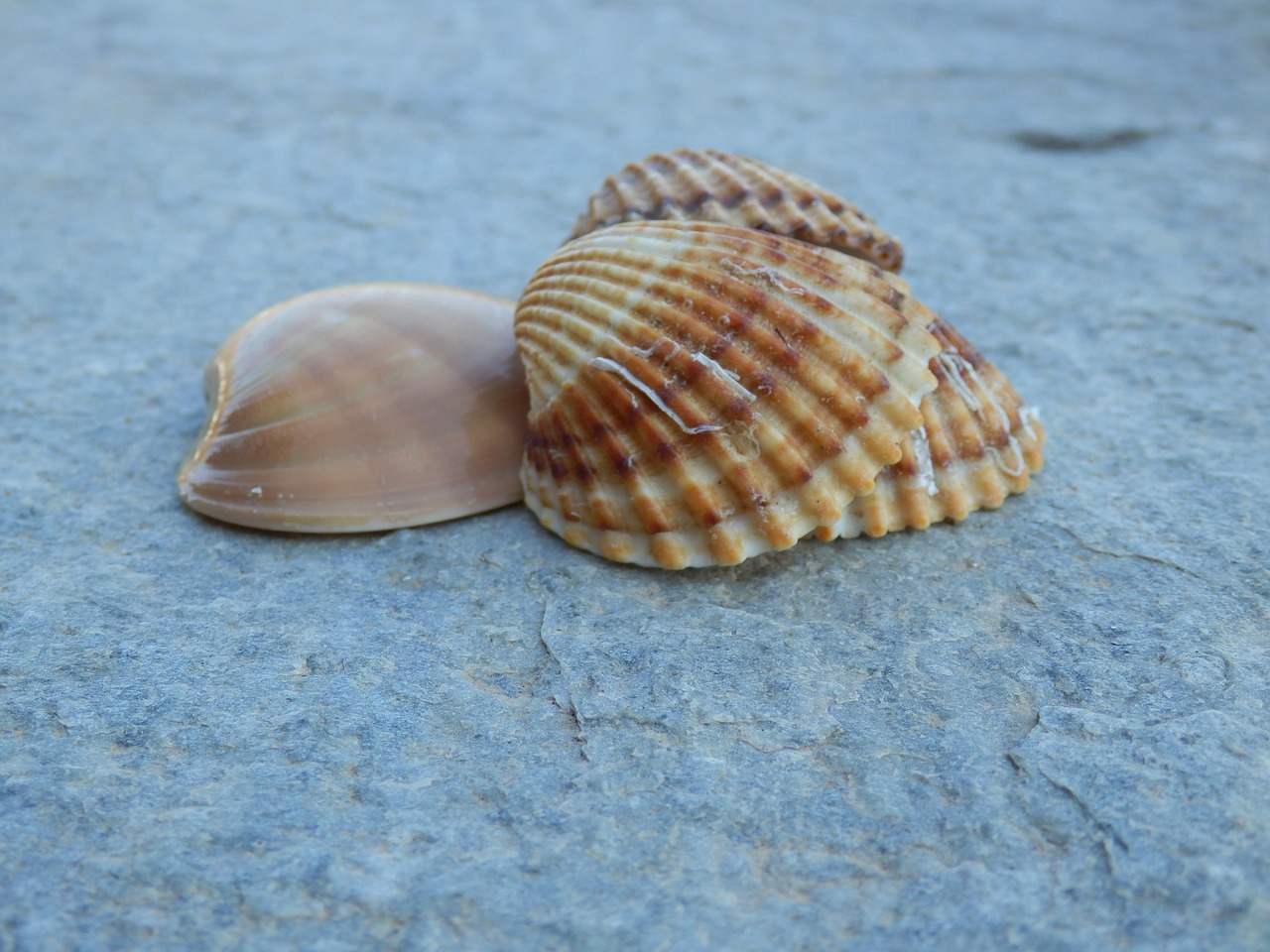 seashells sea life marine free photo