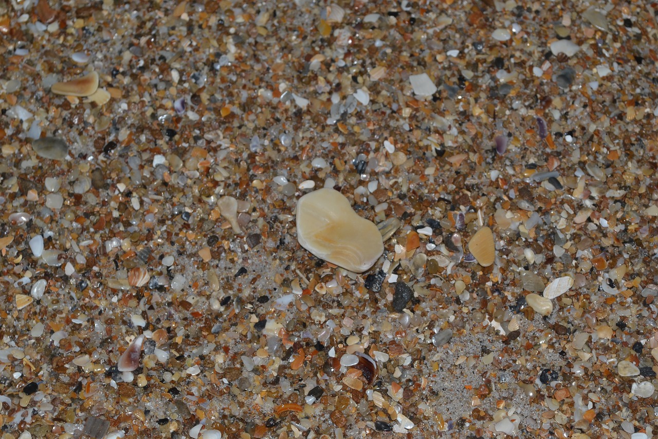 seashells sand small free photo