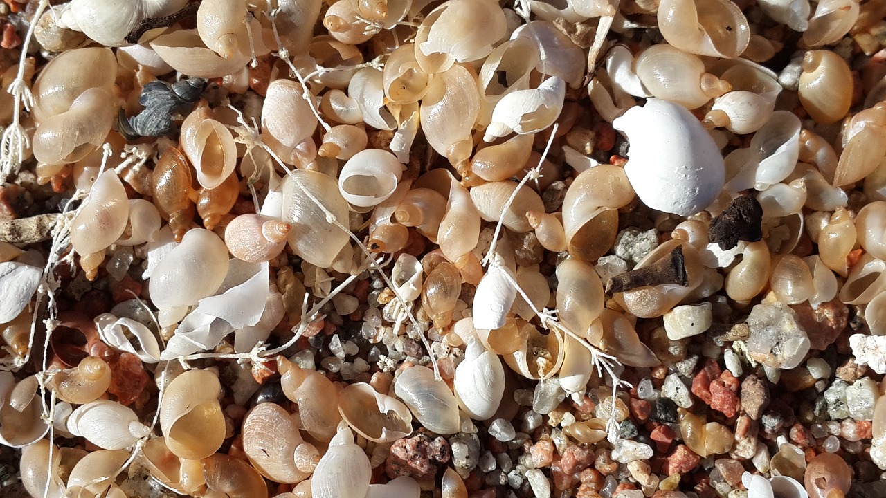 seashells beach shell free photo