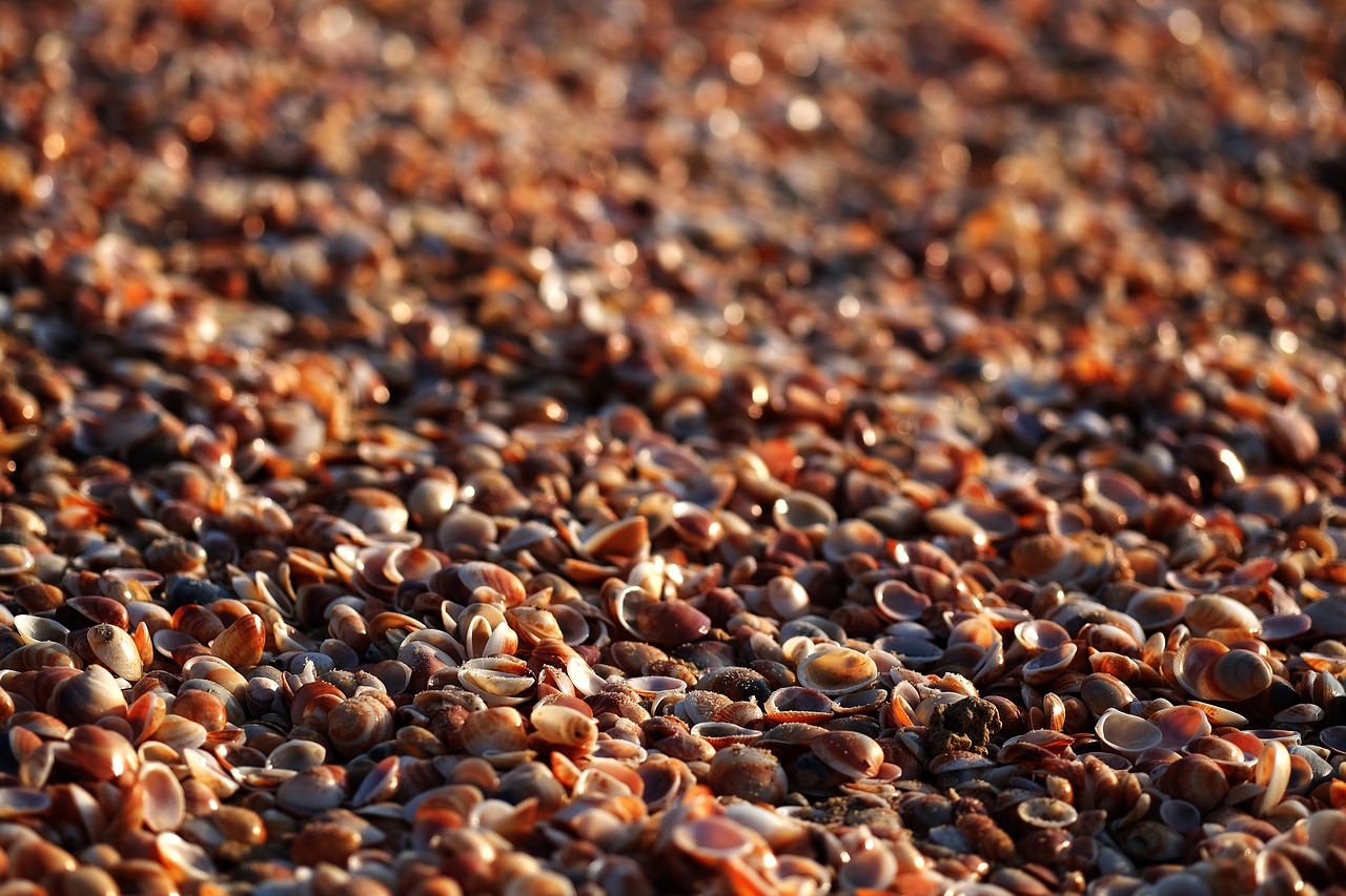 seashells beach bokeh free photo