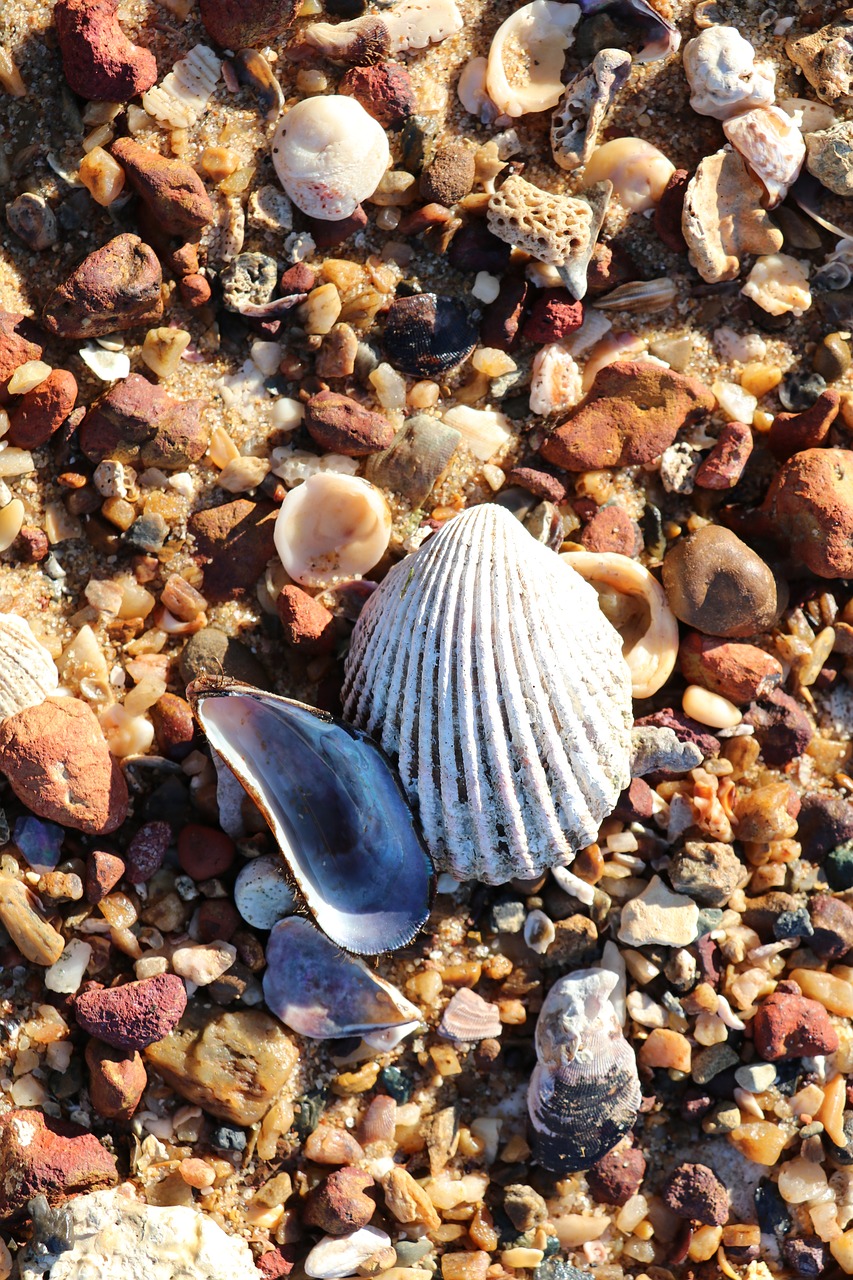 seashells sea shell free photo