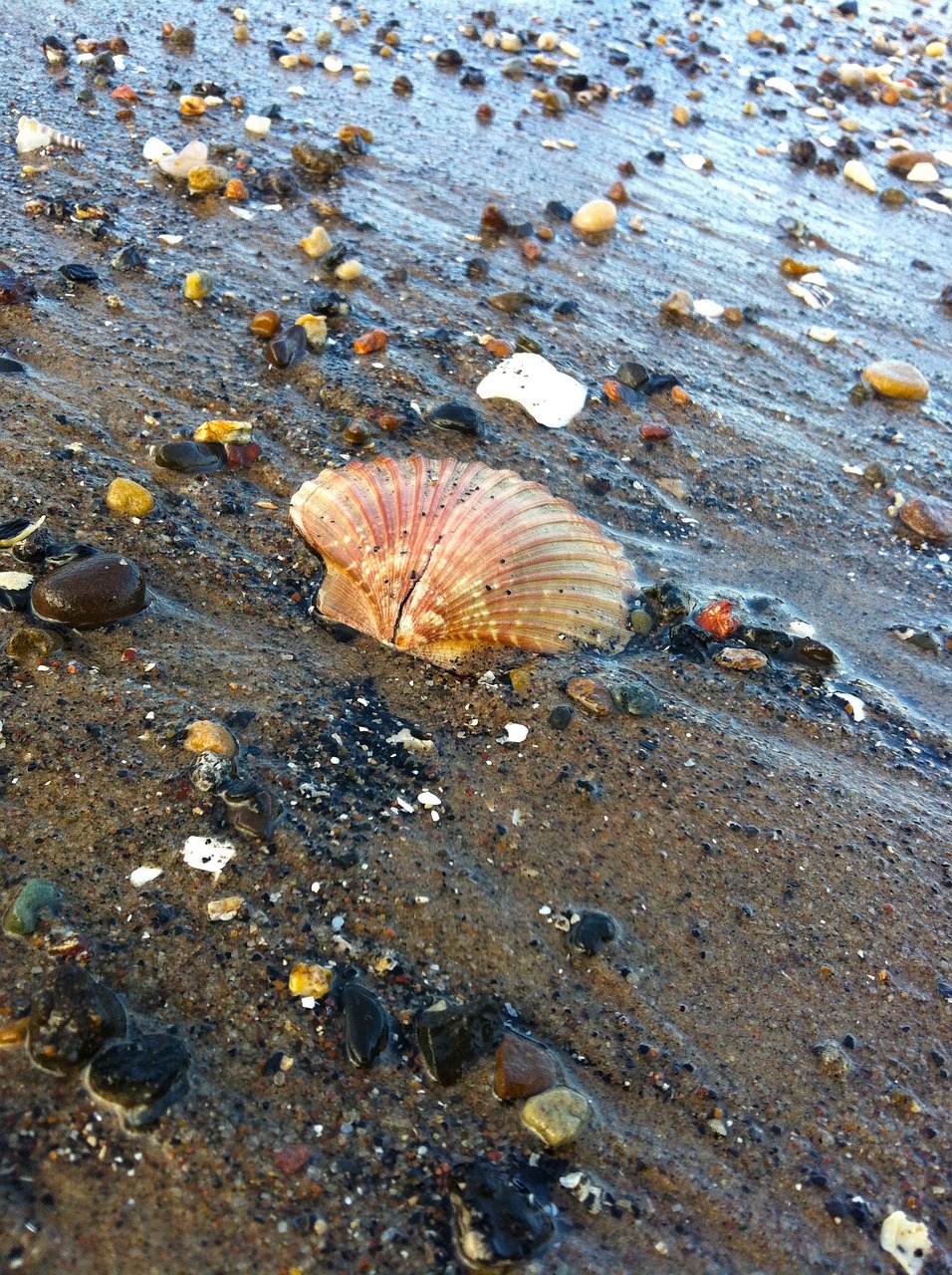 seashells portobello scotland free photo