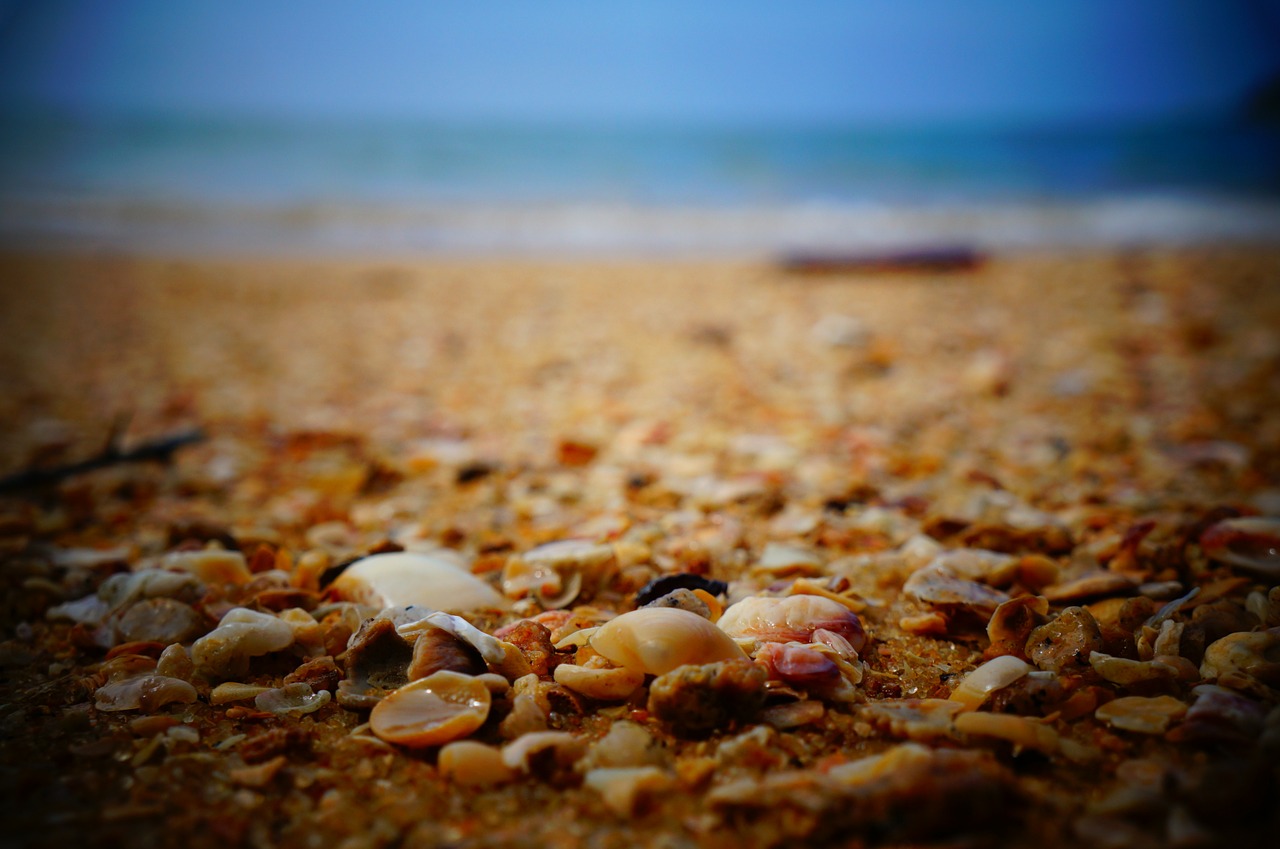 seashells shells ocean free photo