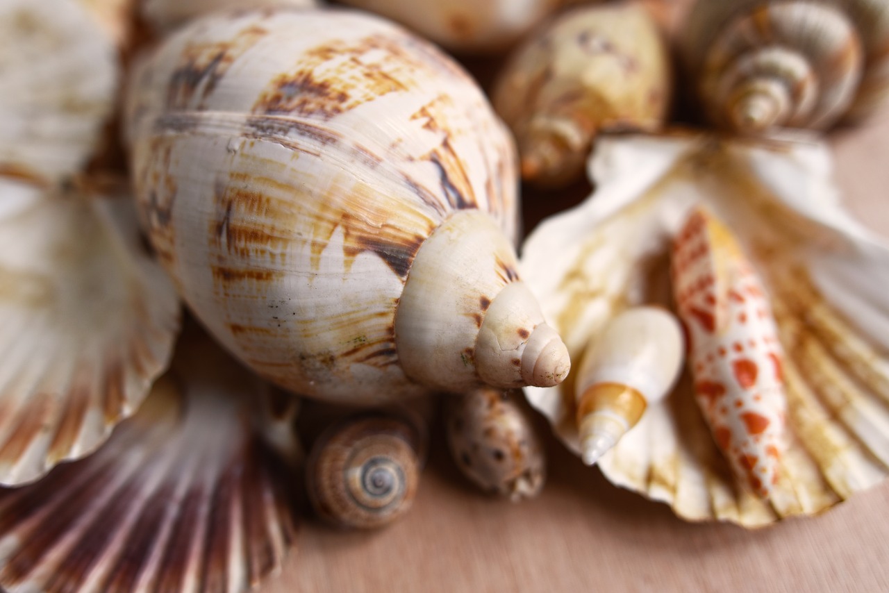 seashells  mollusk  scallop free photo