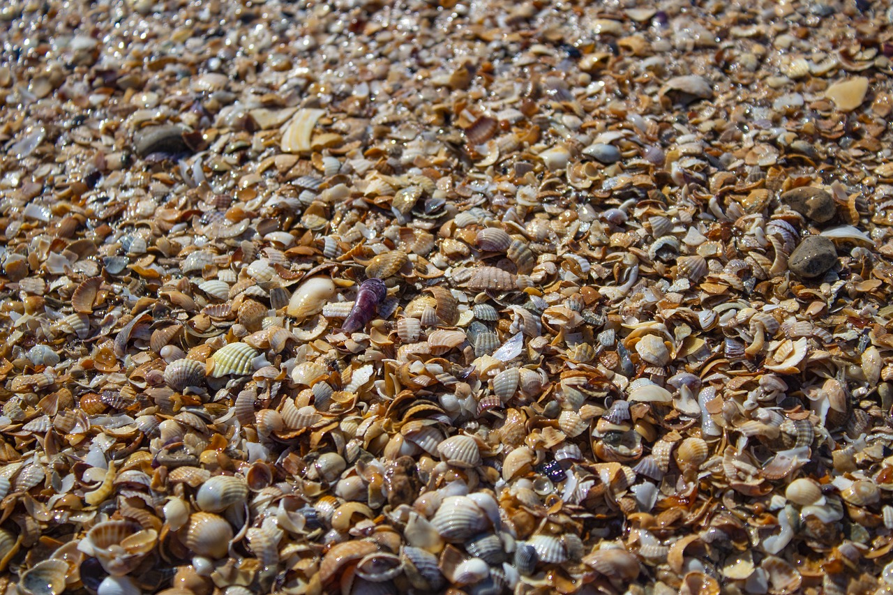 seashells  sea  water free photo