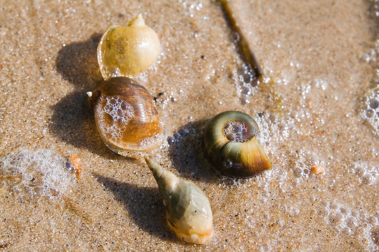 seashells  beach  sand free photo