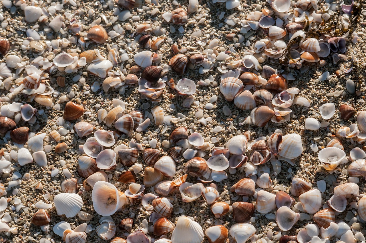 seashells beach shells free photo
