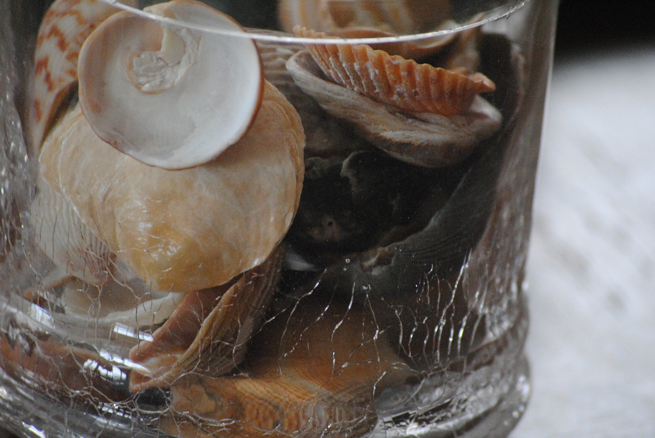 seashells glass container free photo