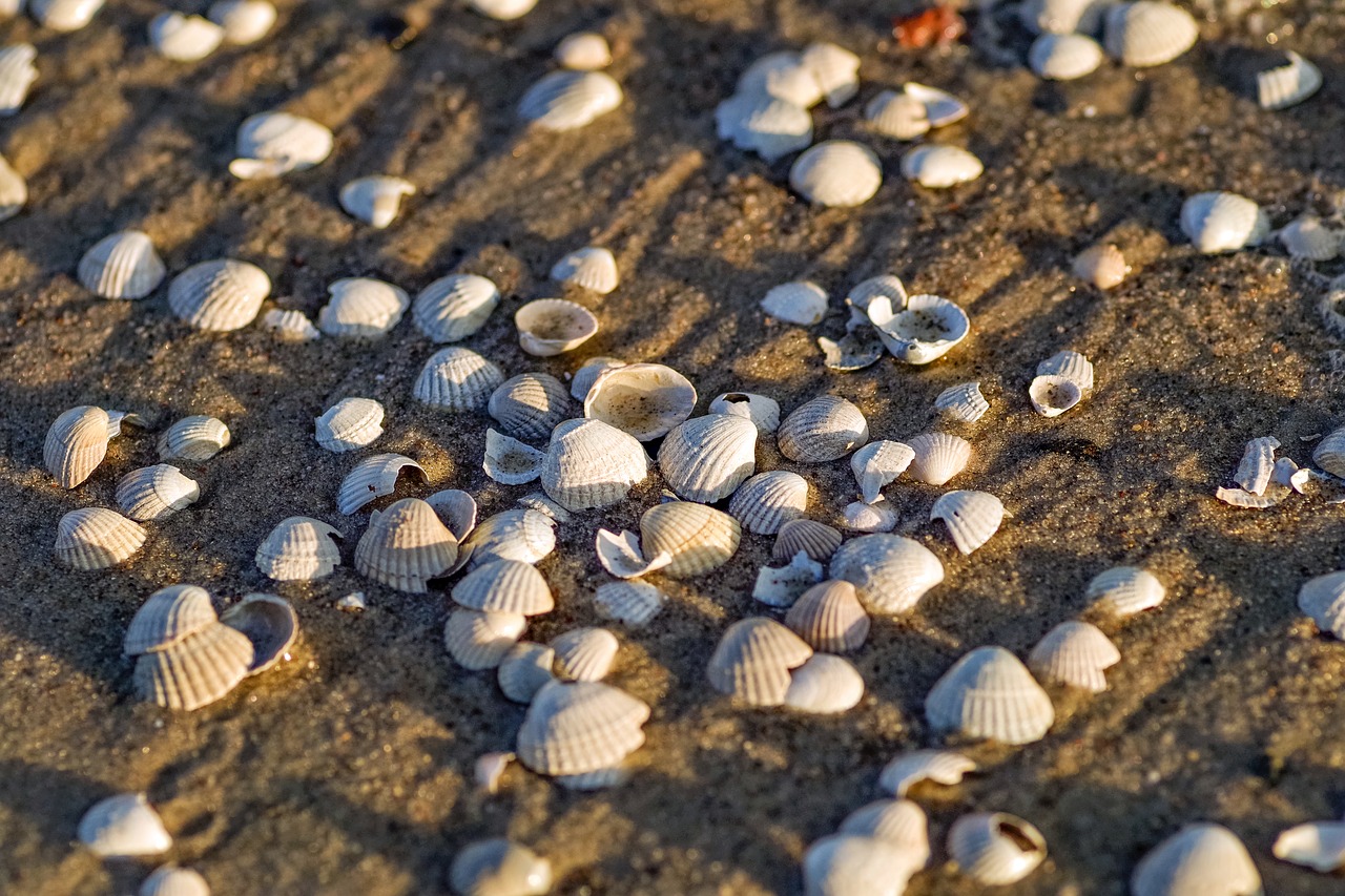 seashells on the sand  beach  seashell free photo