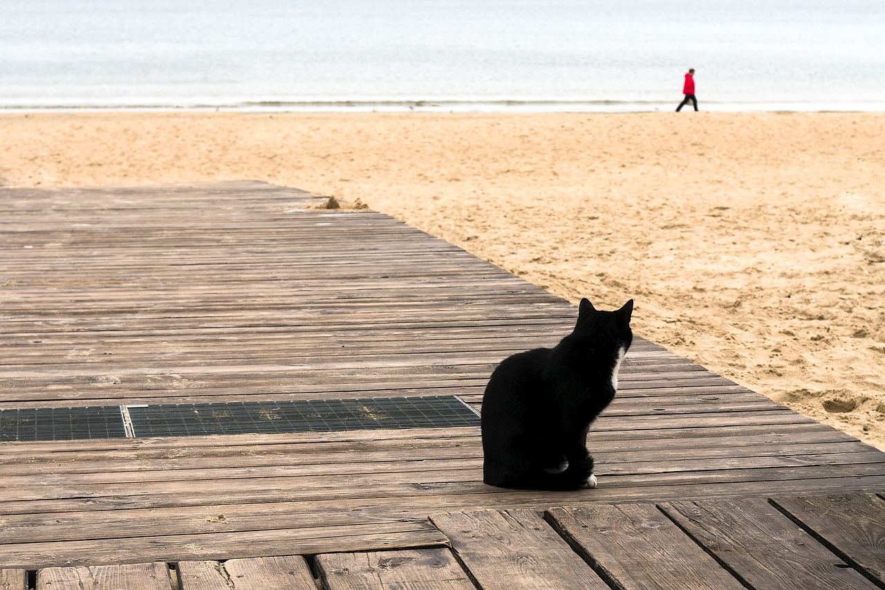 seashore cat looking free photo