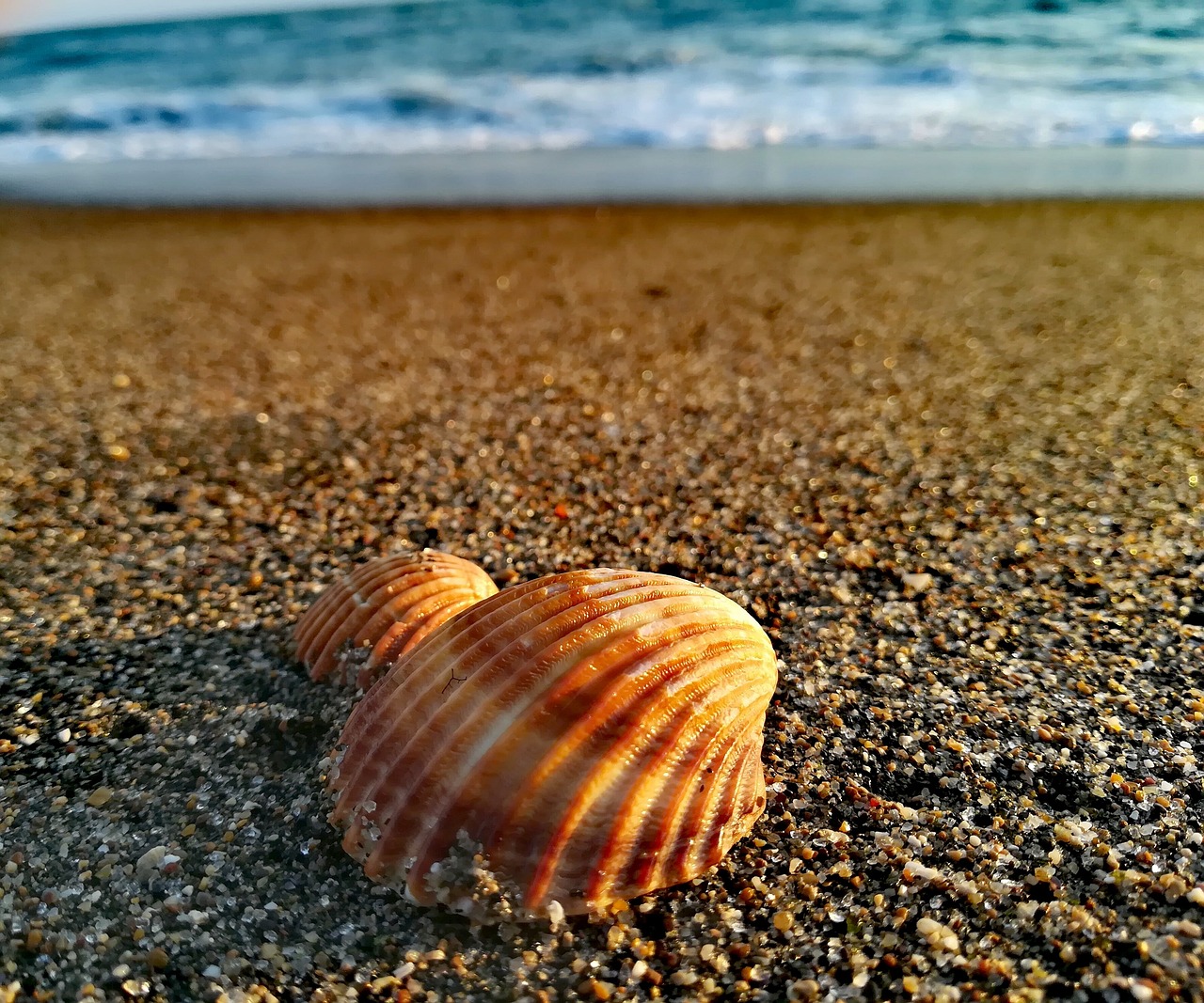 seashore beach seashell free photo