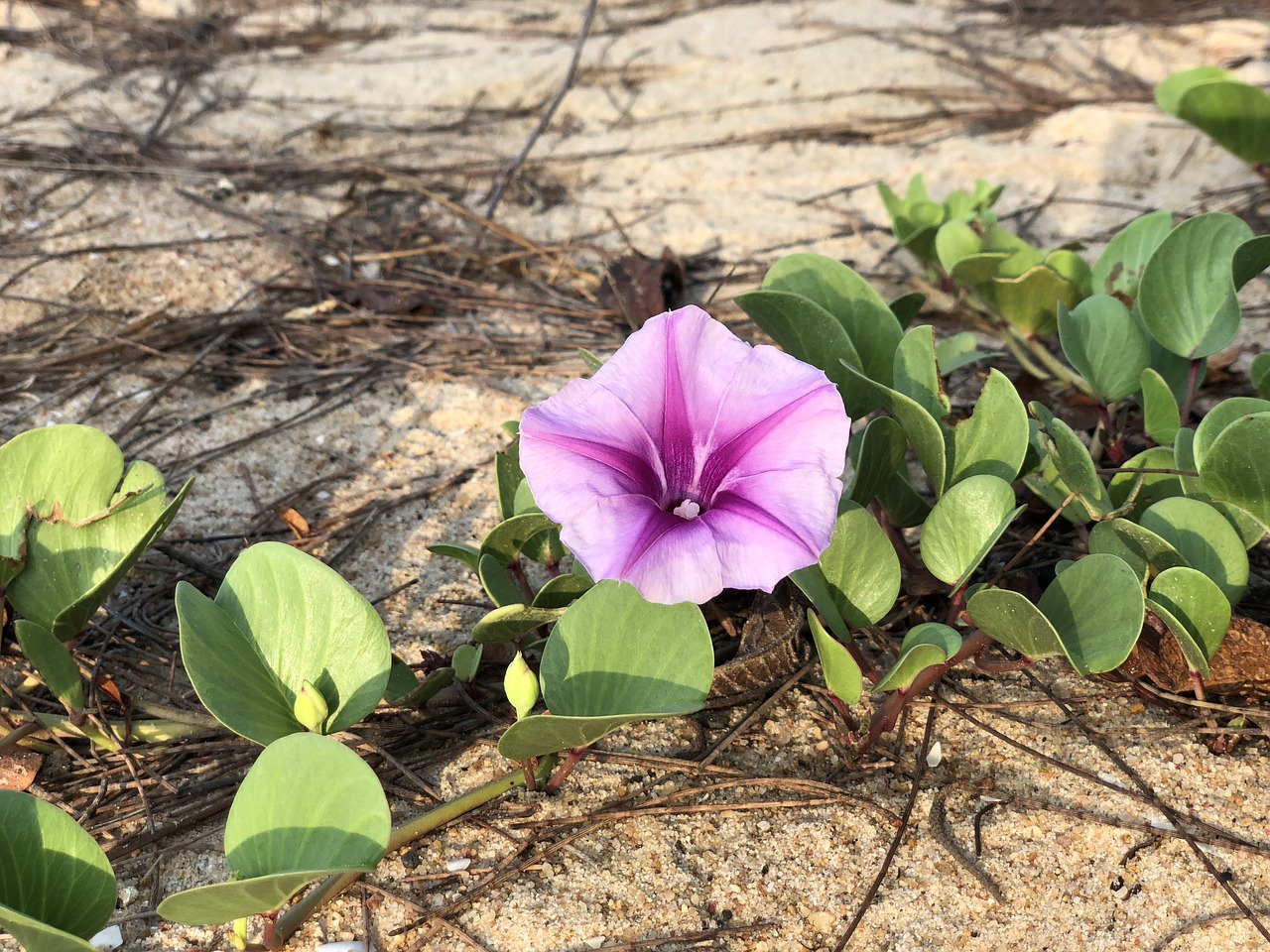 seashore  purple  flower free photo