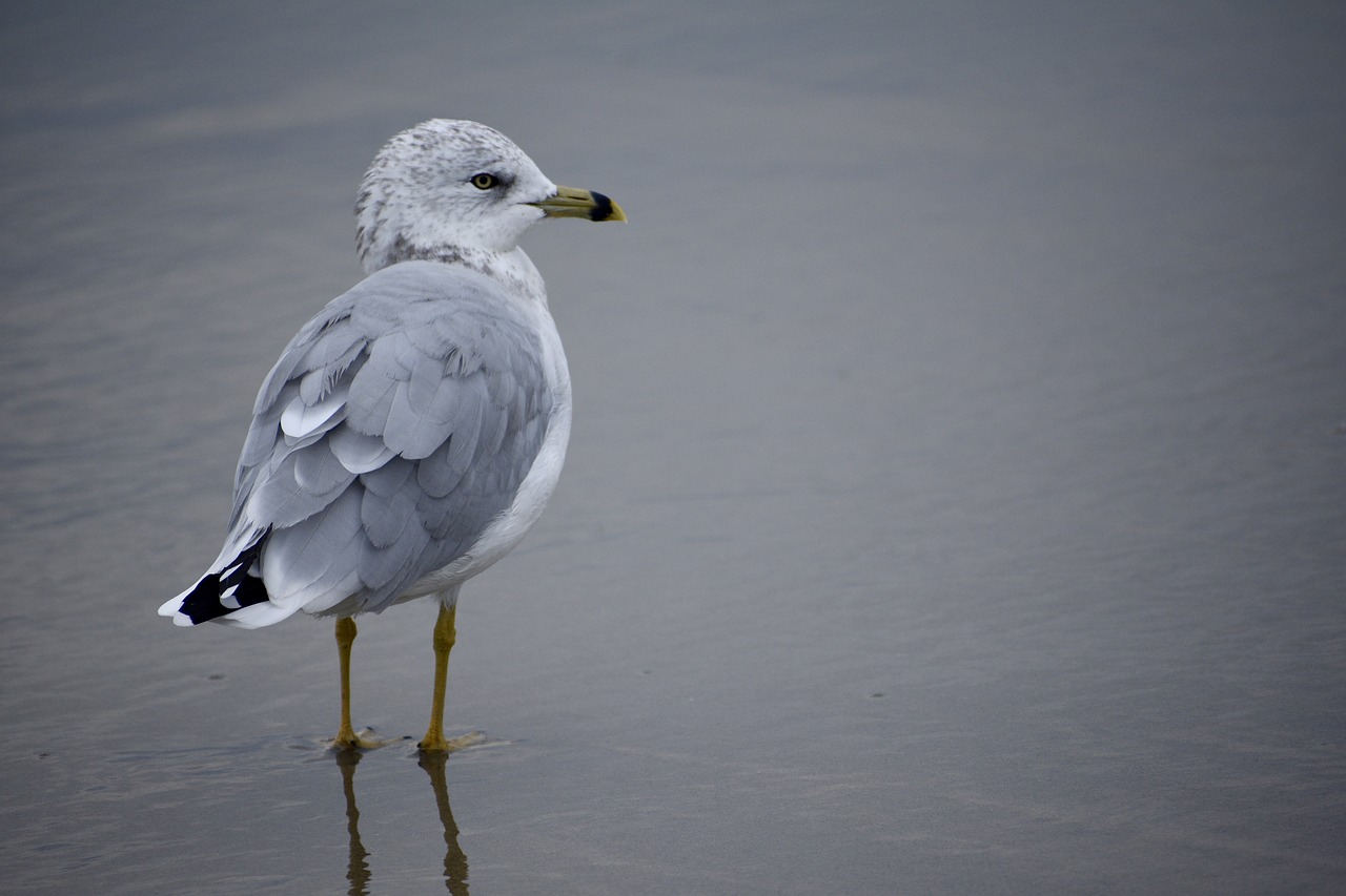 seashore  water  beach free photo