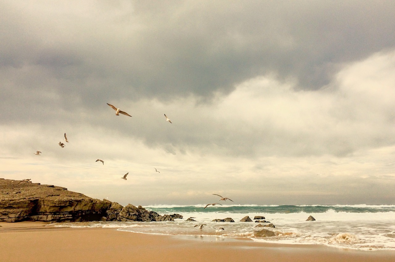 seaside seashore seagull free photo