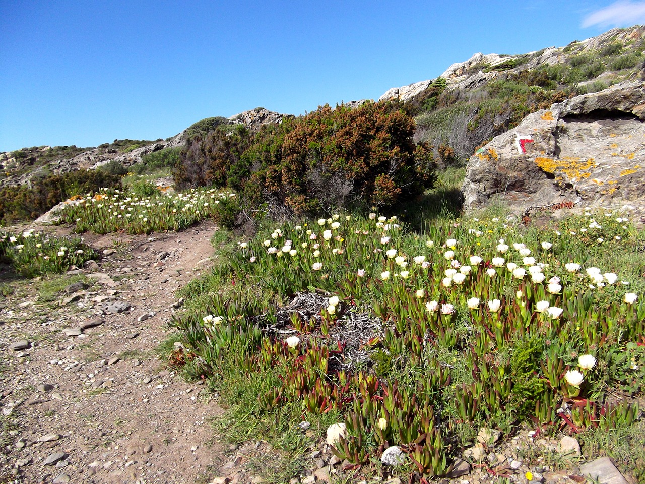 seaside path hiking free photo