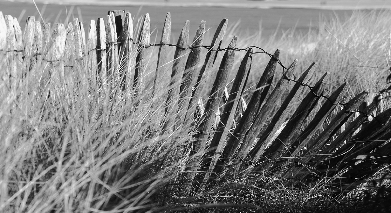 seaside dunes ocean free photo