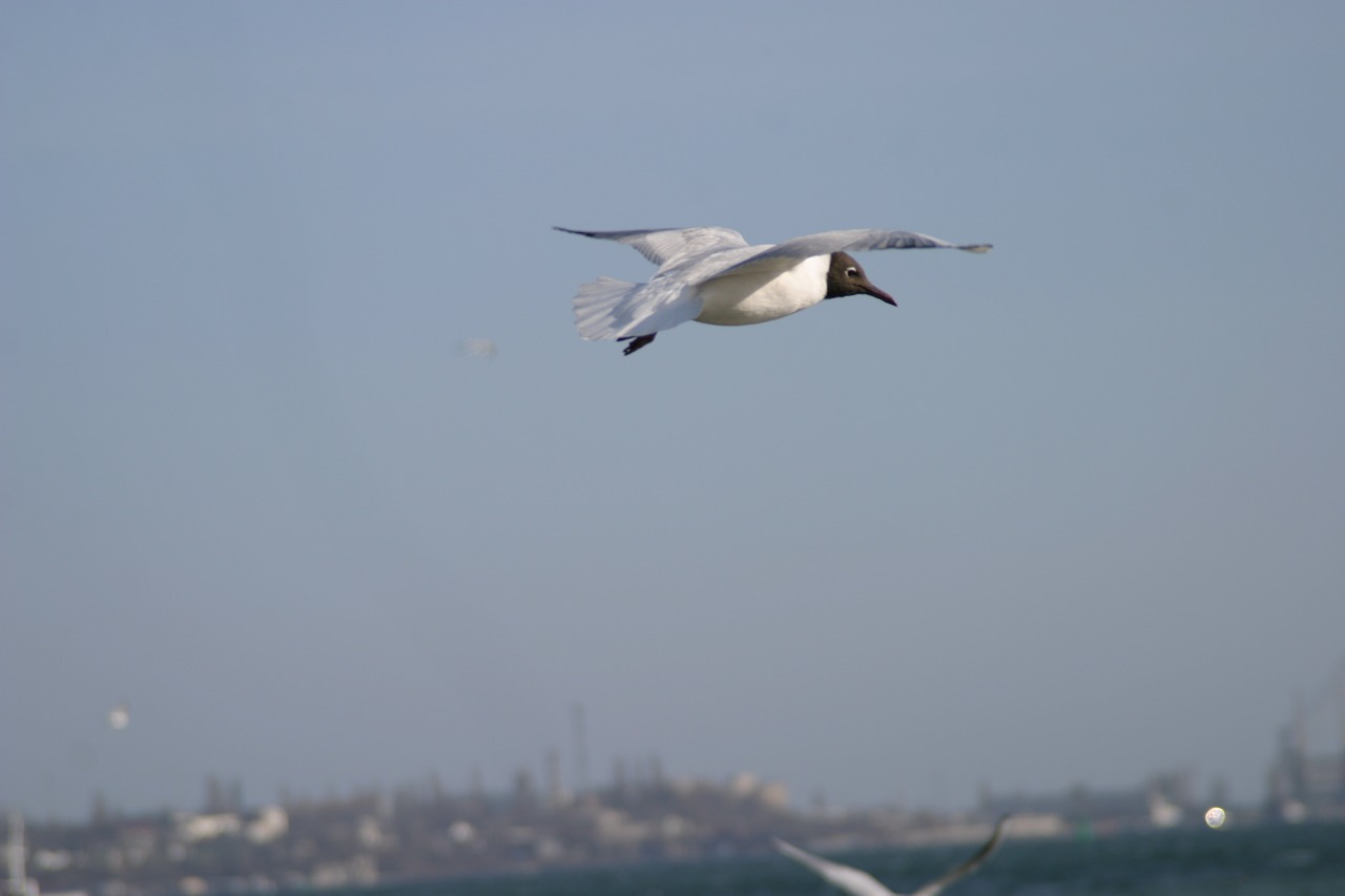 seaside birds sunrice free photo