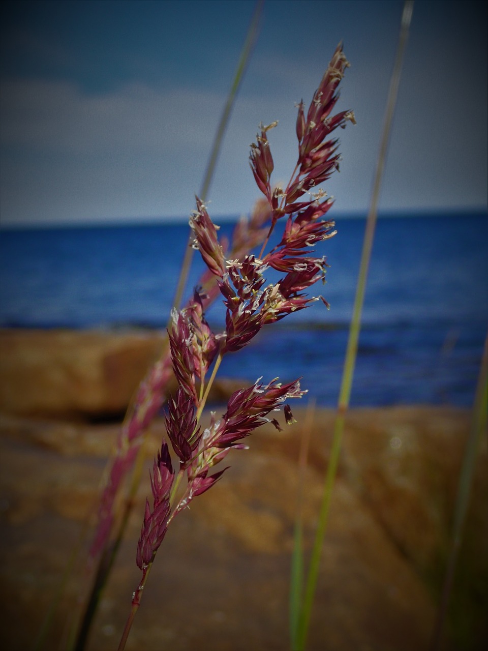 seaside the grass plant summer free photo