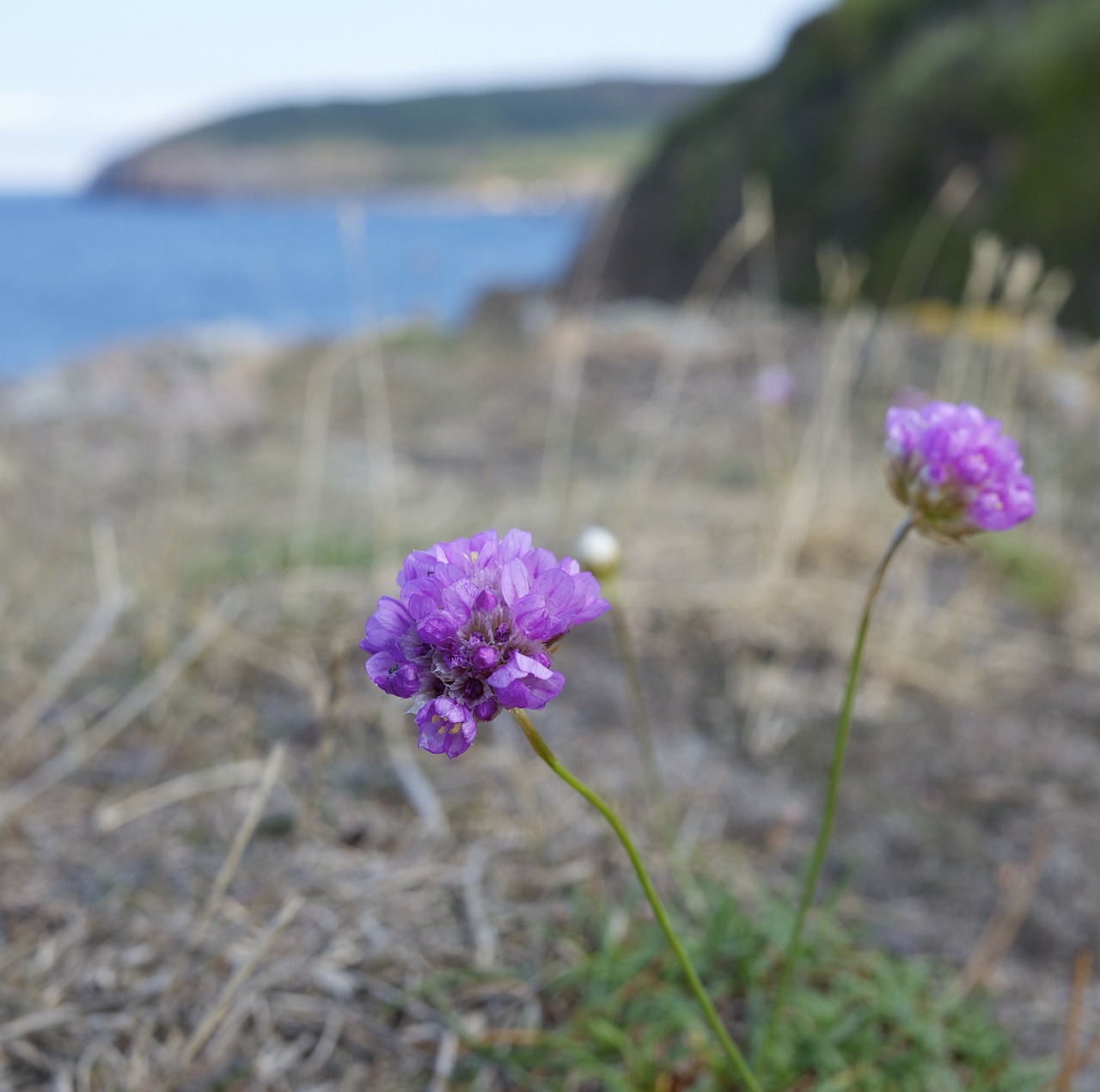 seaside bornholm flower free photo