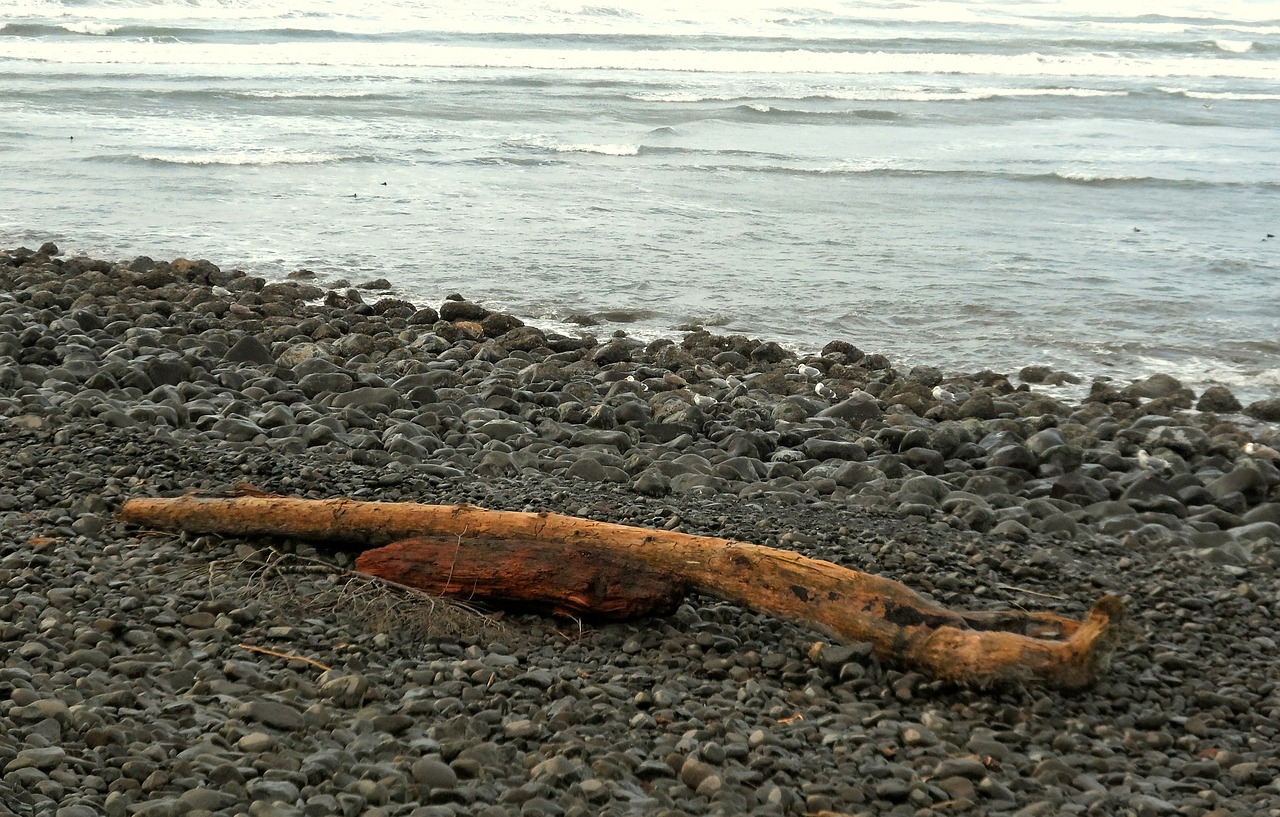 seaside oregon driftwood free photo