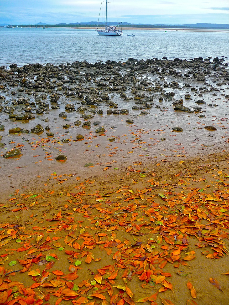 seaside seashore coastline free photo