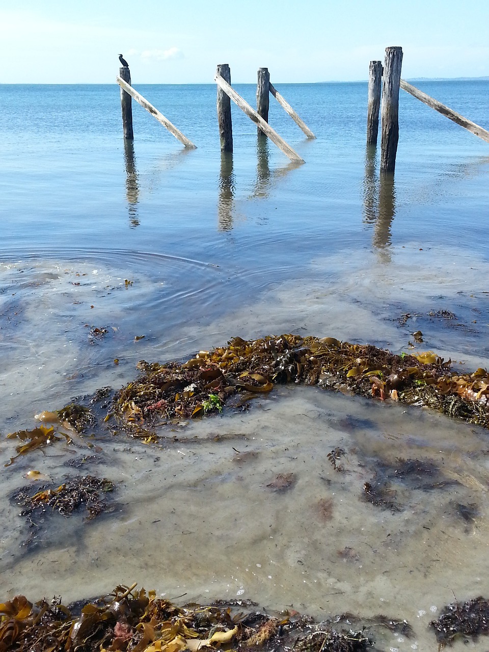 seaside jetty birds free photo