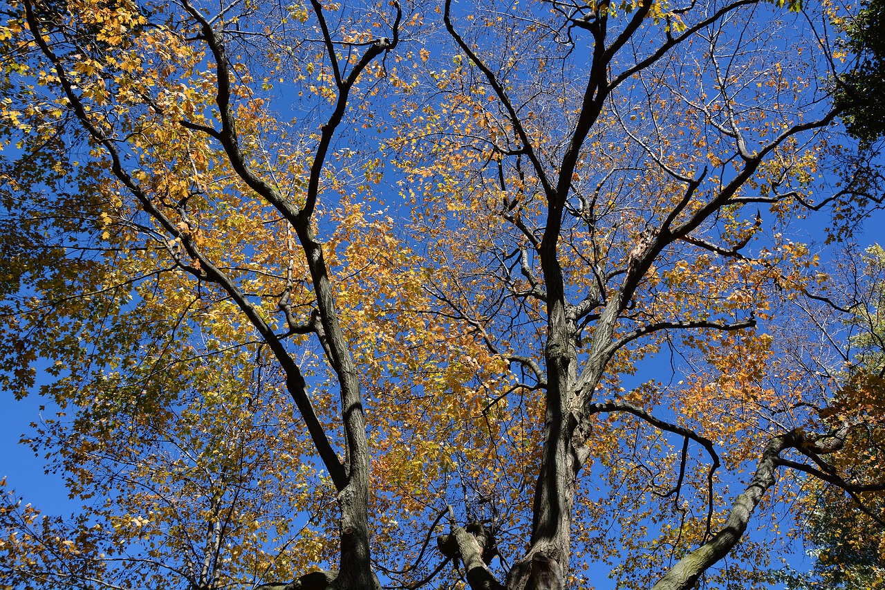 season autumn branches free photo