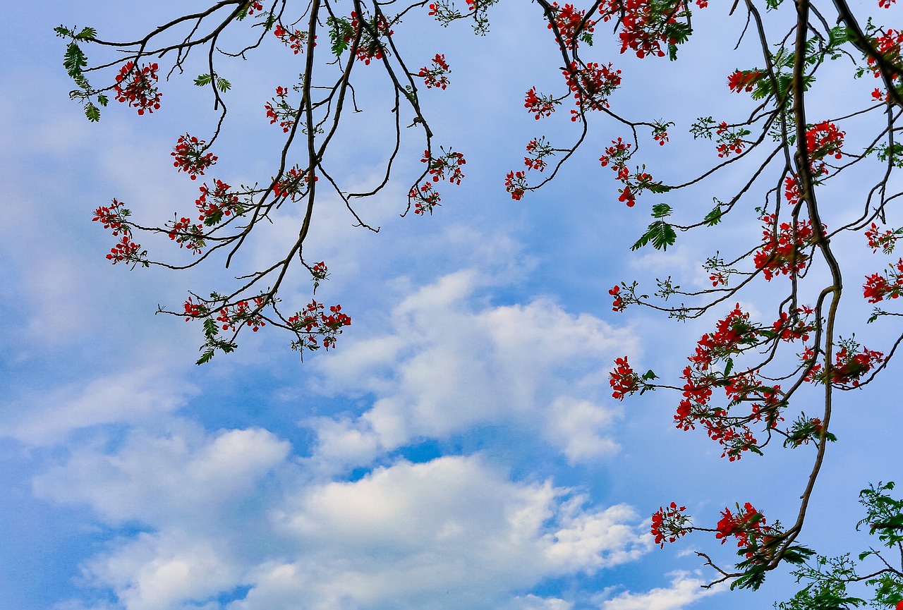 season flower sky free photo