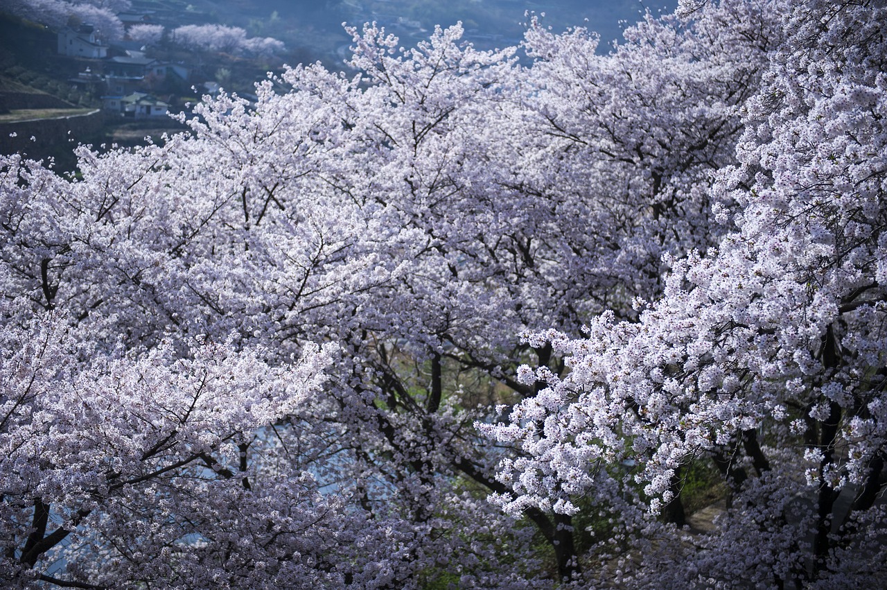 season cherry tree cherry blossom free photo