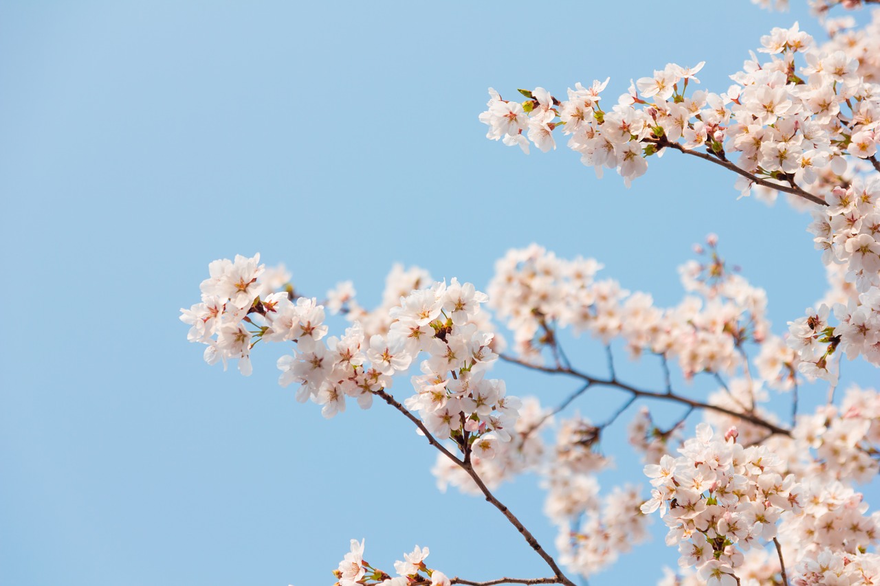 season wood blue sky free photo