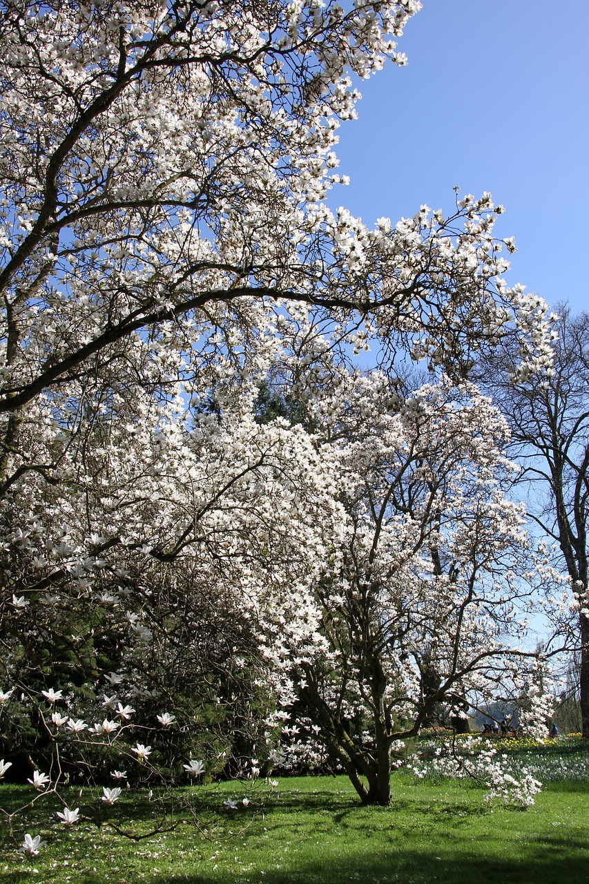 season  cherry wood  flower free photo