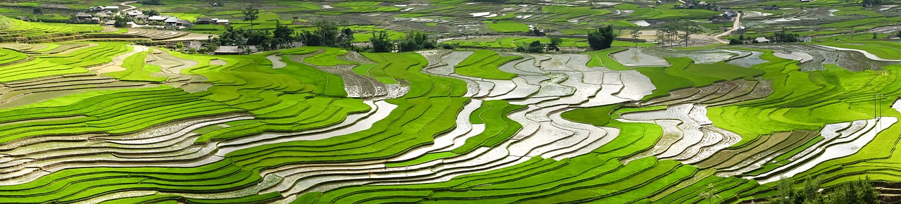 season  pour water  transplanted rice free photo
