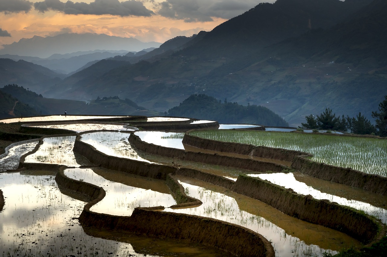 season  pour water  transplanted rice free photo