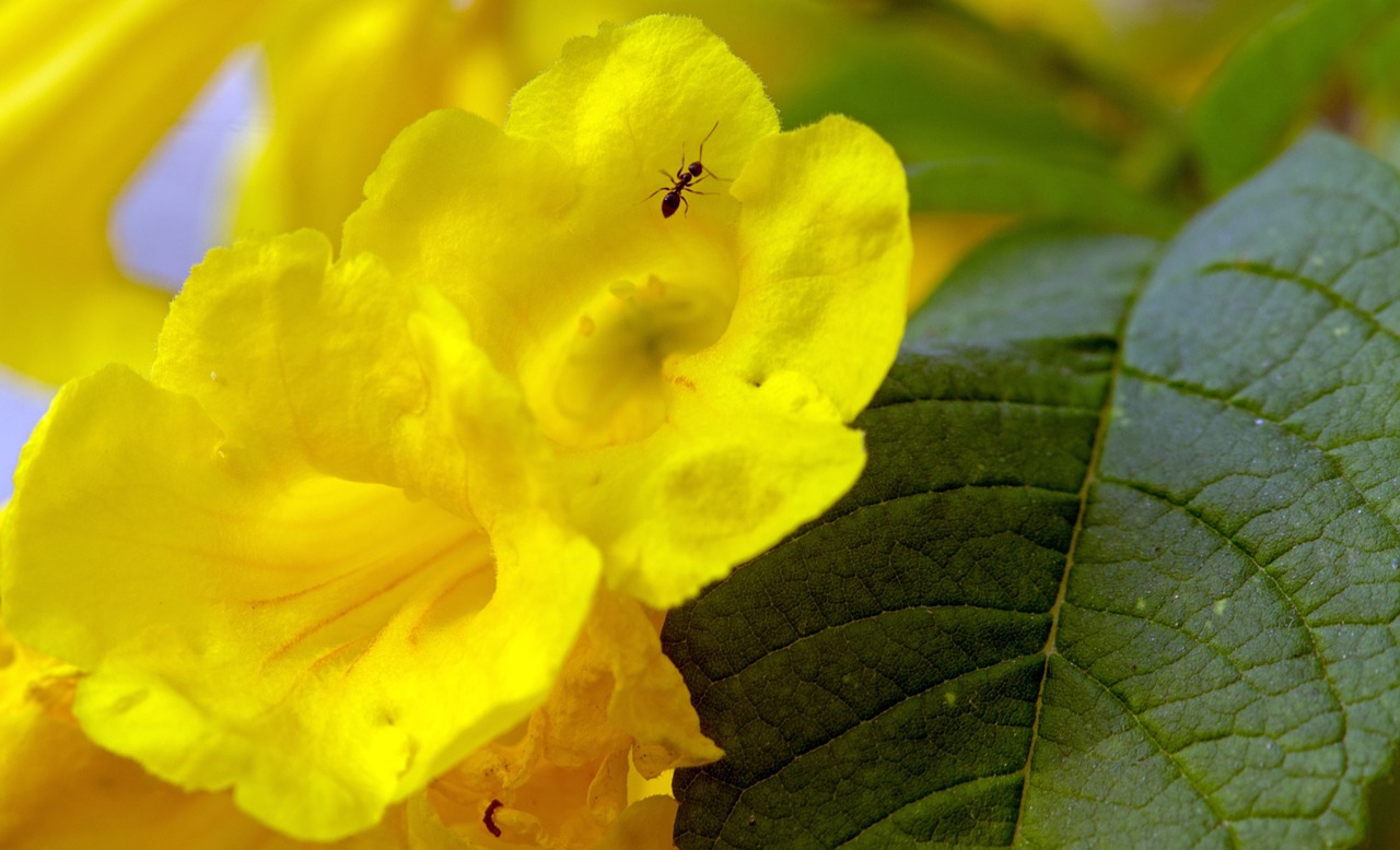 season flower yellow free photo