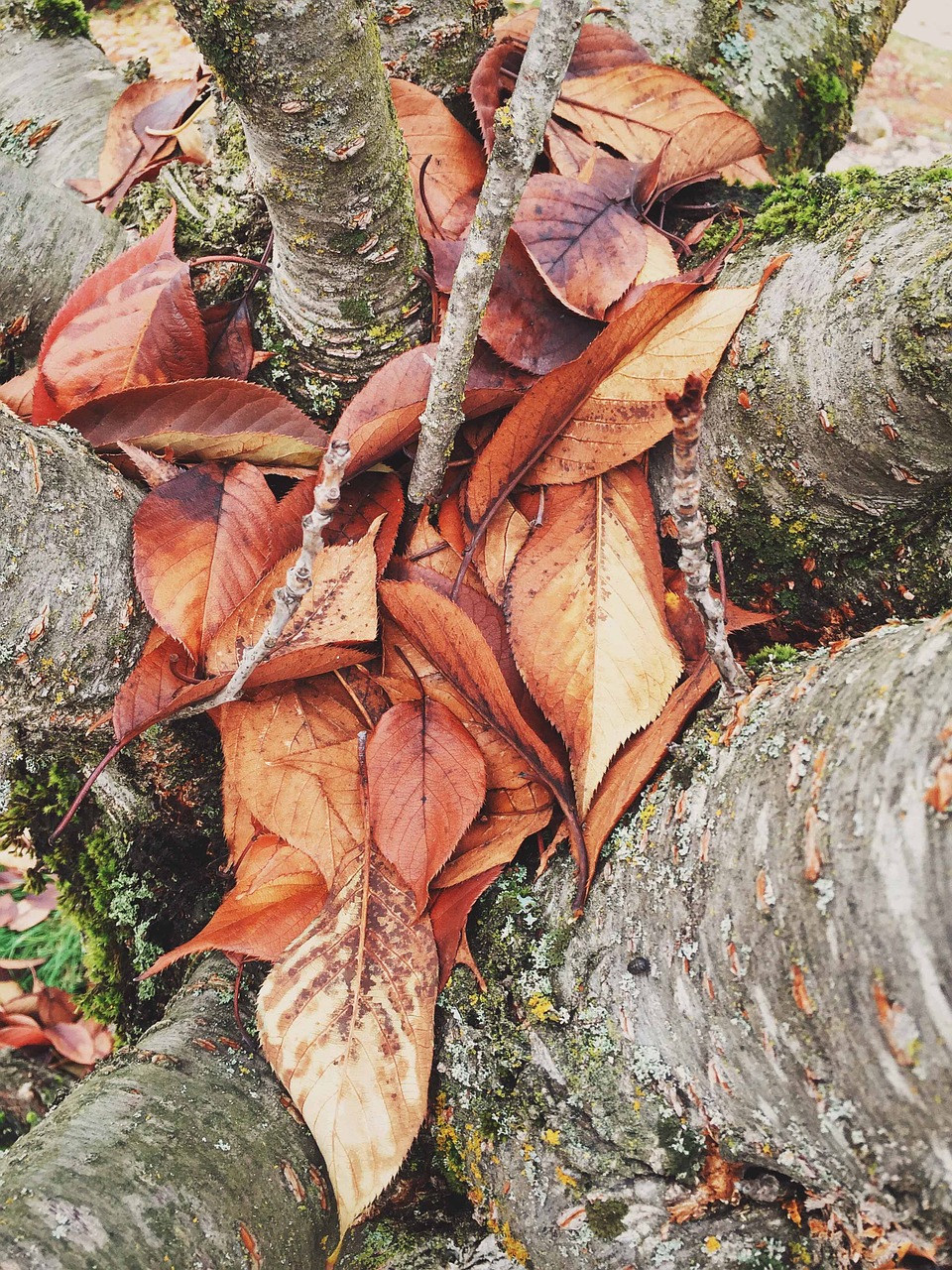 season autumn fallen free photo