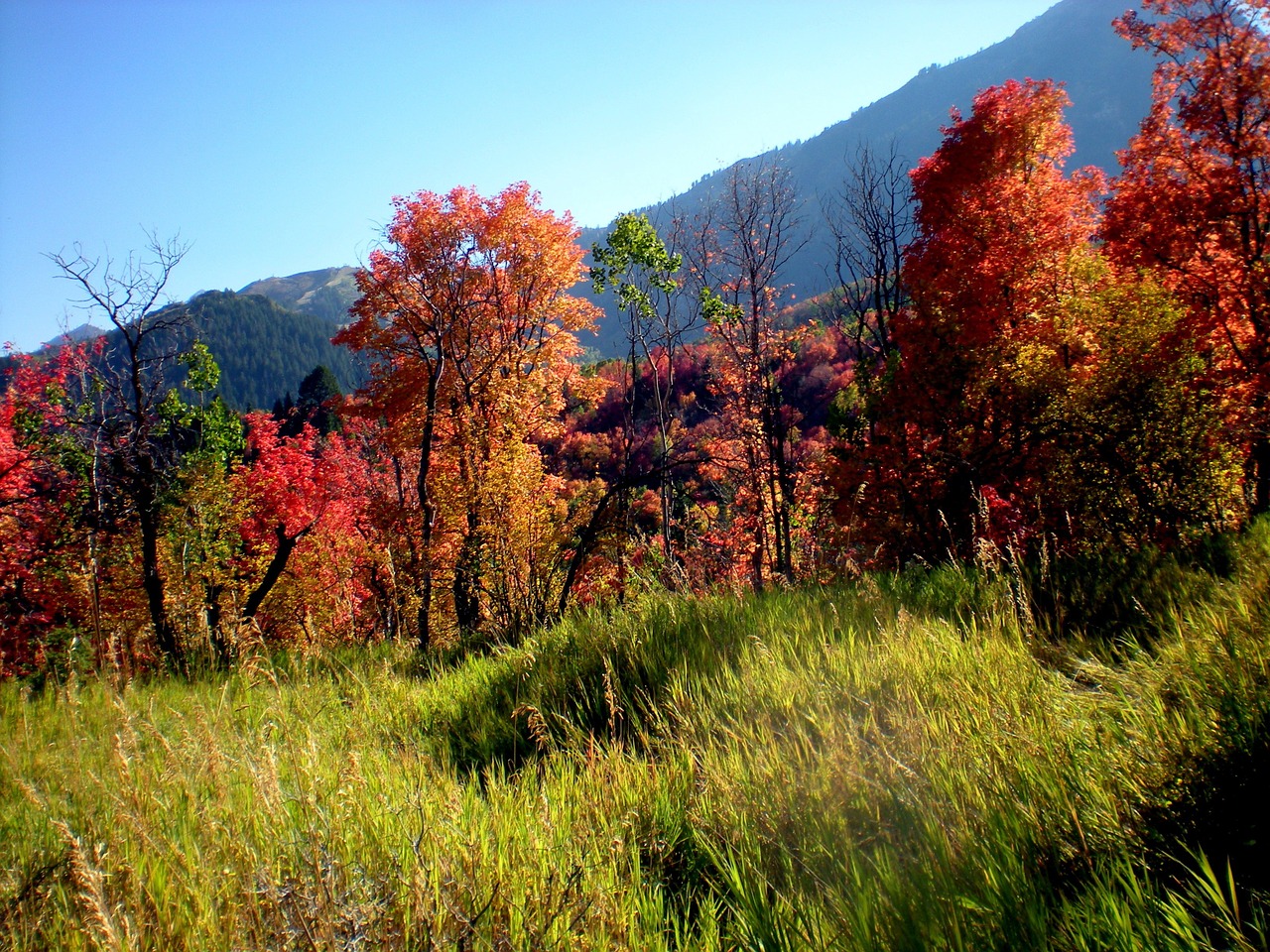 seasons october outdoor free photo