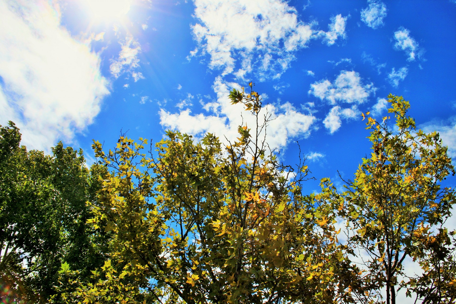 trees green-yellow sky free photo