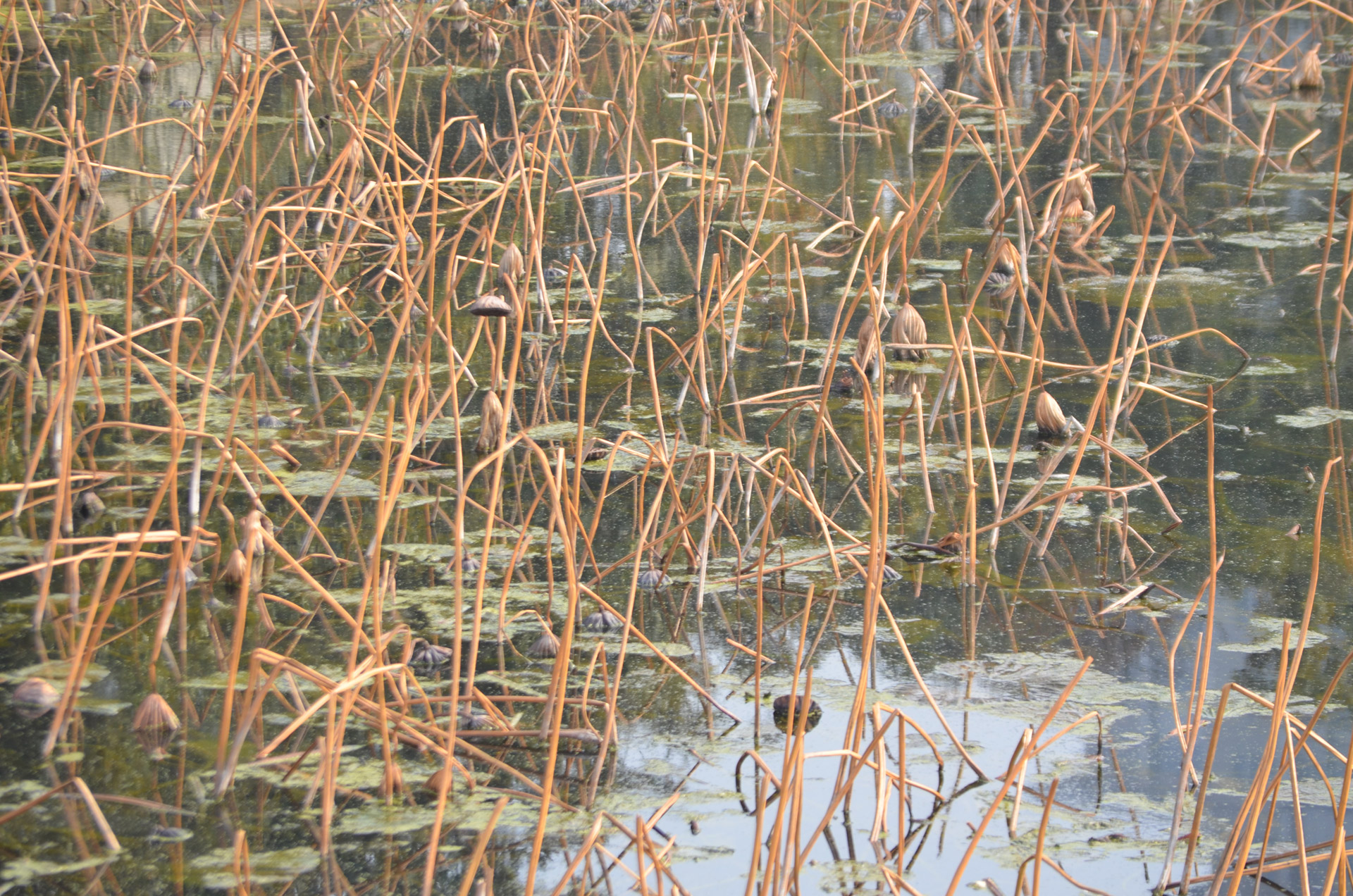 pond lotus season free photo