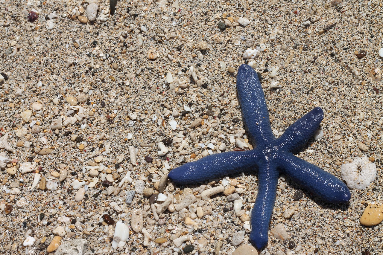 seastar water beach free photo